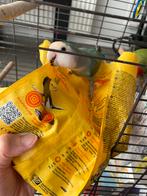 Agapornissen, Dieren en Toebehoren, Vogels | Parkieten en Papegaaien, Vrouwelijk, Papegaai