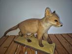 Opgezet vossejong, taxidermie., Verzamelen, Dierenverzamelingen, Ophalen of Verzenden, Gebruikt