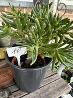 Crassula ovata hobbit, kamerplant, Tuin en Terras, Planten | Tuinplanten, Ophalen of Verzenden