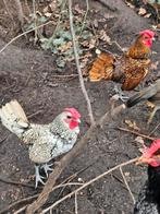 2 sebright haantjes, Dieren en Toebehoren, Mannelijk, Kip