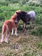 Shetlander veulens te koop, Dieren en Toebehoren, Pony's, Hengst, Niet van toepassing, Gechipt, 0 tot 2 jaar