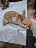 Reuzevlinders, Dieren en Toebehoren, Konijnen