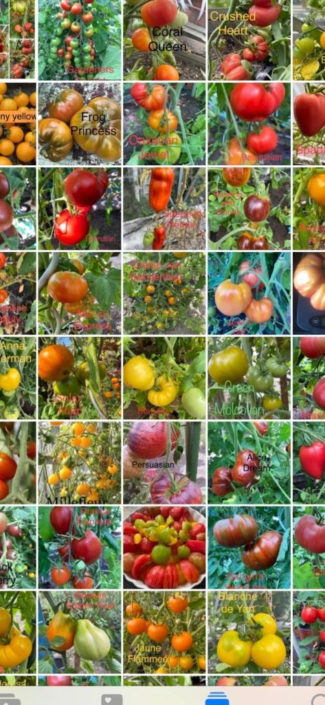 Graines de tomates biologiques. Large gamme de graines, Jardin & Terrasse, Bulbes & Semences, Graine, Printemps, Plein soleil