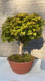 Bonsai Acer Palmatum - Holle stam, Halfschaduw, Overige soorten, Lente, Minder dan 100 cm