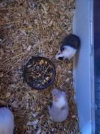 jonge cavia zeugjes ( zusjes) lees beschrijving, Dieren en Toebehoren, December, Vrouwelijk, Cavia