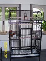 roze kaketoe, Dieren en Toebehoren, Mannelijk, Papegaai, Pratend