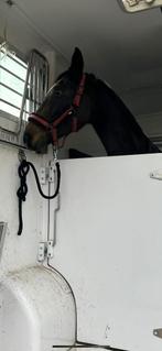 14 jarige springmerrie met stamboek, B, 11 ans ou plus, 160 à 165 cm, Jument