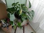 Pothos Epipremnum aureum scindapsus groene plant, Huis en Inrichting, Kamerplanten, Overige soorten, Minder dan 100 cm, Halfschaduw