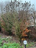 Hibiscus bomen - GRATIS, Tuin en Terras, Ophalen