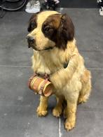 Zeer oud taxidermie voor museum stuk niet in goede staat, Ophalen