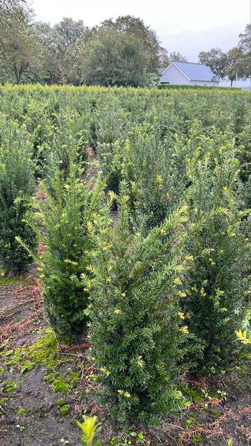 Taxus Baccata perceelsopruiming | 50-60 60-80 80-100 beschikbaar voor biedingen