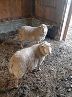 Ram lammeren, Dieren en Toebehoren, Schapen, Geiten en Varkens