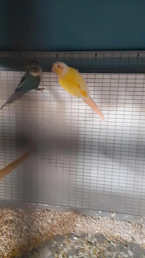Crème ino en lutino, Dieren en Toebehoren, Vogels | Parkieten en Papegaaien