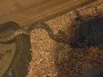 pantherophis guttattus slang, Dieren en Toebehoren, Reptielen en Amfibieën, Slang