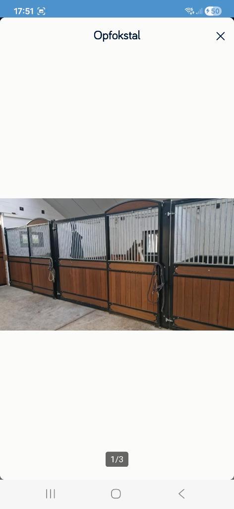 Opfokstal, Dieren en Toebehoren, Paarden, Merrie, Onbeleerd, 0 tot 2 jaar, Springpaard, Gechipt, Ontwormd, Ingeënt