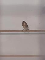Te koop vinkepop, Vrouwelijk, Wildzangvogel, Geringd