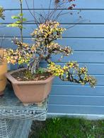 Bonsai ulmus, Tuin en Terras, Ophalen