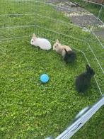 4 lieve baby konijntjes