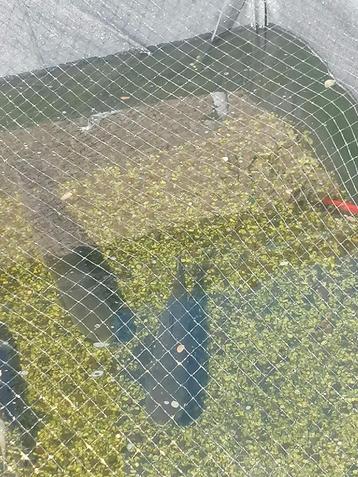 2 Graskarpers beschikbaar voor biedingen