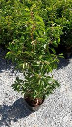prunus lusitanica, Tuin en Terras, Planten | Struiken en Hagen, Ophalen