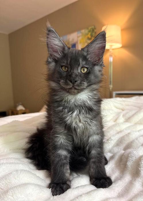 Majestueus Maine Coon meisje uit XXL Russische lijn, Dieren en Toebehoren, Katten en Kittens | Raskatten | Langhaar, Poes, 0 tot 2 jaar