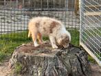 Border collie pups, Dieren en Toebehoren, Honden | Herdershonden en Veedrijvers, België, Fokker | Hobbymatig, Reu, CDV (hondenziekte)