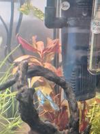 Aquarium planten, Dieren en Toebehoren