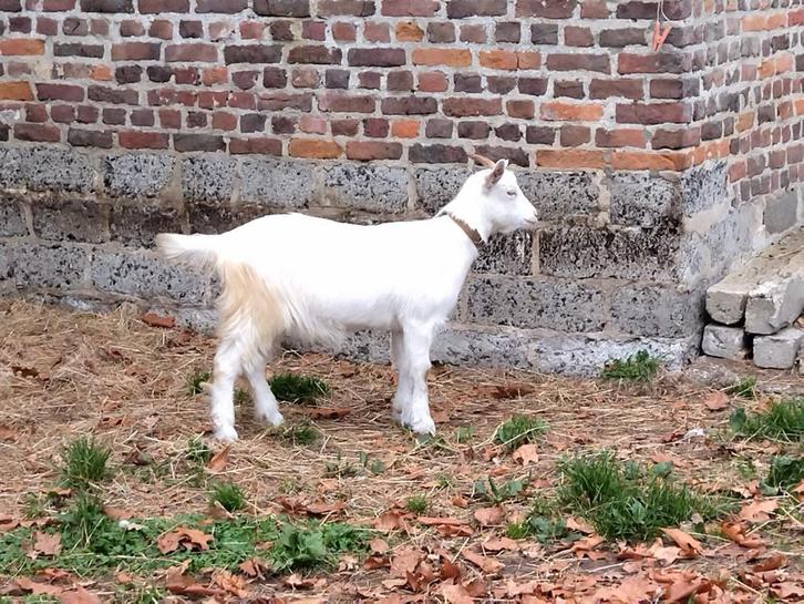 Jong Kempens geitje en bokje te koop., Dieren en Toebehoren, Schapen, Geiten en Varkens, Geit, Meerdere dieren, 0 tot 2 jaar