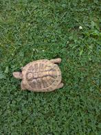 Griekse landschildpad 2017, Dieren en Toebehoren, Schildpad, 7 tot 10 jaar