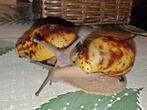 achatina marginata ovum, Overige soorten, Tam, 0 tot 2 jaar