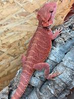 Pogona male Red trans 66%het hypo, Lézard, 0 à 2 ans