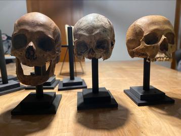 Sokkel’s voor mensen schedels beschikbaar voor biedingen