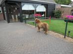 Een zeer elegant veulentje, Dieren en Toebehoren, Pony's, Merrie, M, Gechipt