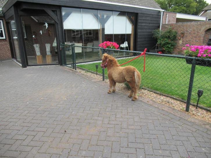 Een zeer elegant veulentje, Dieren en Toebehoren, Pony's, Merrie, M, Met stamboom, Gechipt, Ontwormd