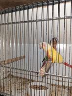 pyrrhura, Dieren en Toebehoren