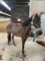 Paarden scheren, Dieren en Toebehoren