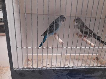 Grasparkieten blackwing, Dieren en Toebehoren, Vogels | Parkieten en Papegaaien