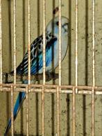 Exotische vogels te koop, Dieren en Toebehoren, Ophalen