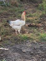 Sussex jonge, lieve haan, Dieren en Toebehoren, Pluimvee, Mannelijk, Kip