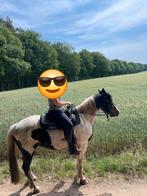 Halve stal/verzorgpaard, Dieren en Toebehoren, Pony's