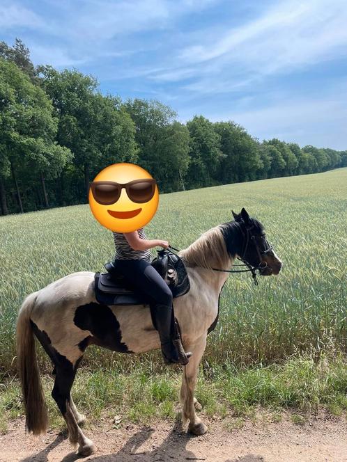 Halve stal/verzorgpaard, Dieren en Toebehoren, Pony's
