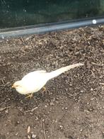 PEACH FAZANTEN 2022, Dieren en Toebehoren, Pluimvee, Meerdere dieren, Overige soorten