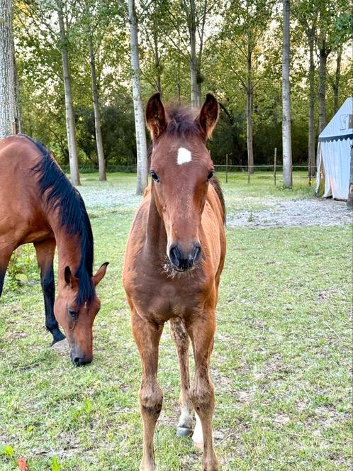 Solid Gold Z veulen te koop, Dieren en Toebehoren, Pony's, Z