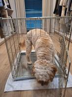 Cage pliable pour chien 1 an, Enlèvement