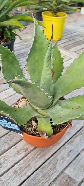 Agave mix in schaal  beschikbaar voor biedingen