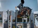 Super braaf paard te koop, Dieren en Toebehoren, Pony's, E pony (1.48m - 1.57m), Met stamboom, Ruin, Springpony