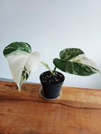 Monstera deliciosa albo variegata, Huis en Inrichting, Kamerplanten, Ophalen of Verzenden