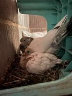 Duiven, Meerdere dieren