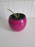 Kamerplant Aloë  Vera, Huis en Inrichting, Kamerplanten, Ophalen, In pot