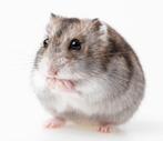 Russische hamster vrouwtje, Animaux & Accessoires, Rongeurs, Juin, Hamster